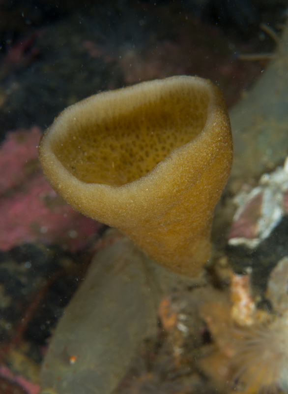Haliclona urceolus - Sponges (Porifera)