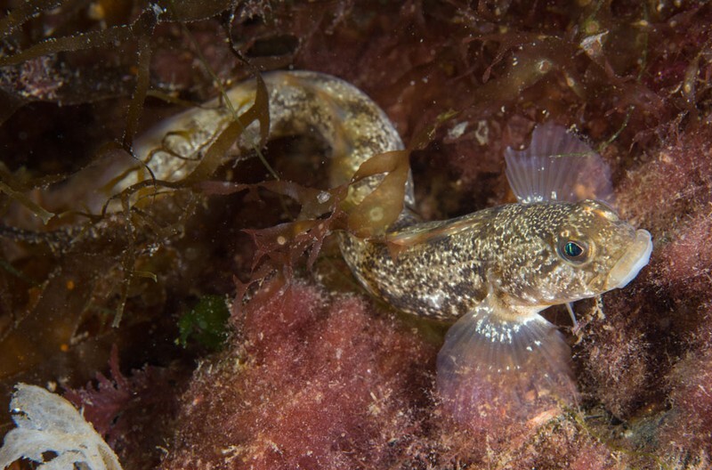 Zoarces viviparus - Fishes – bony and cartilagous (Pisces)