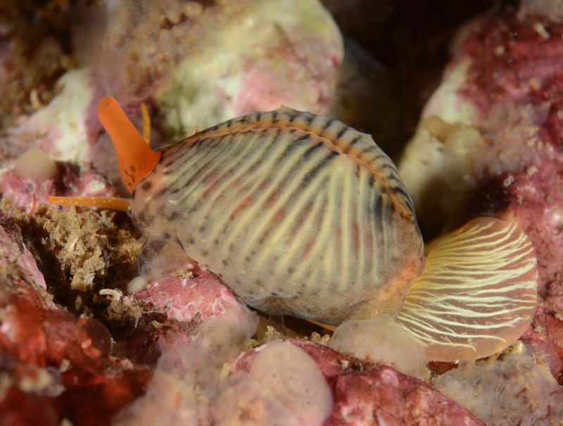 Trivia monacha - Sea Snails, Bivalves & Lamp Shells (Mollusca etc)