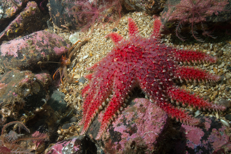 Scottish sea loch - Habitat Scenes