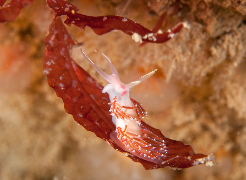Facelina auriculata - Sea Slugs & Sea Hares (Nudibranchs etc)
