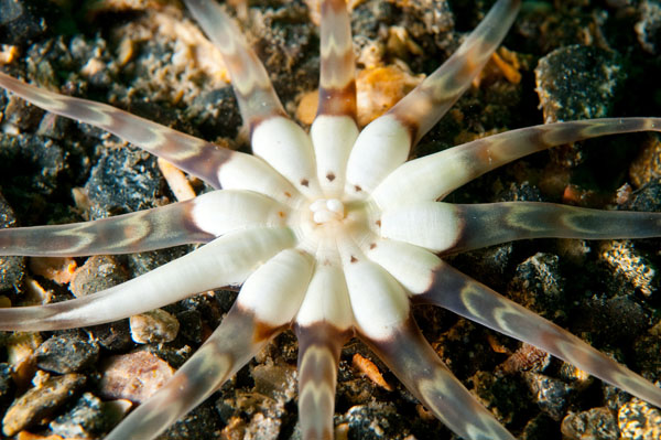 Peachia cylindrica - Anemones (Anthozoa)