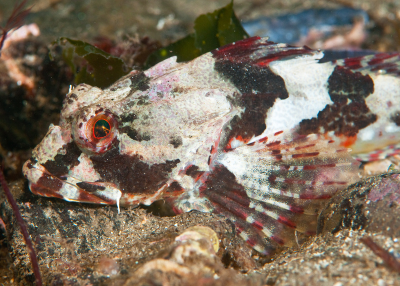 Taurulus bubalis - Fishes – bony and cartilagous (Pisces)