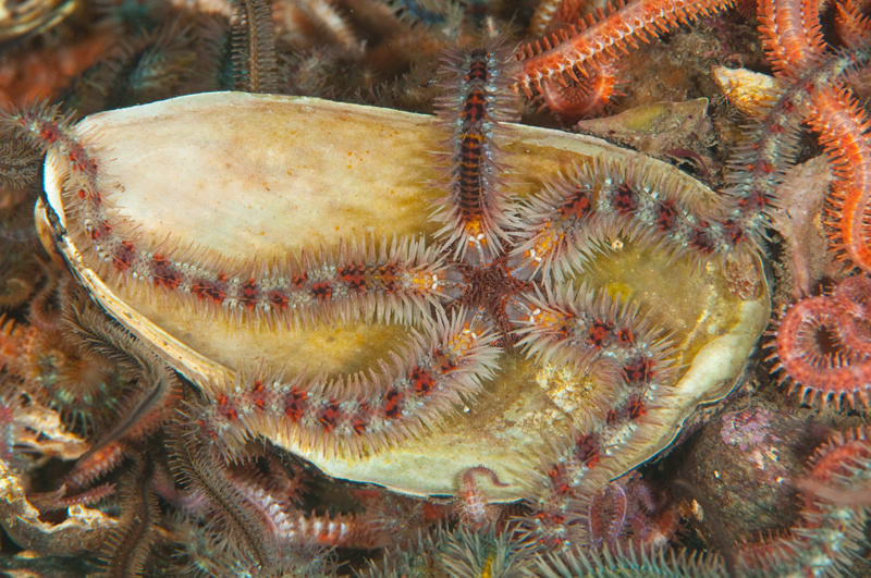 Ophiothrix fragilis - Starfish (Echinodermata)