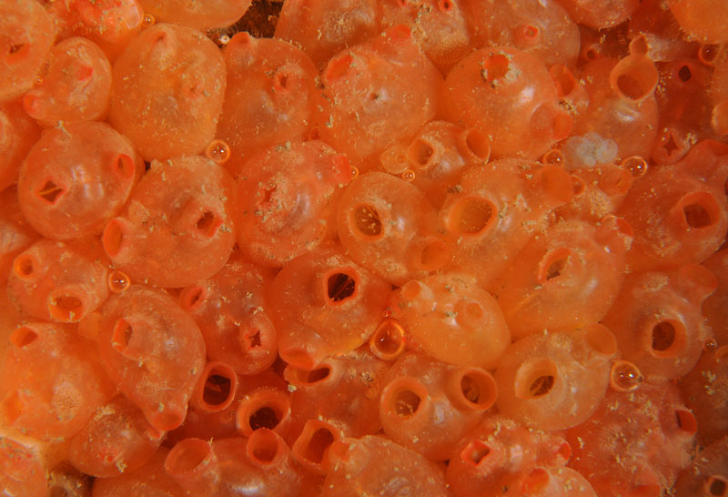 Dendrodoa grossularia - Sea Squirts (Tunicata)