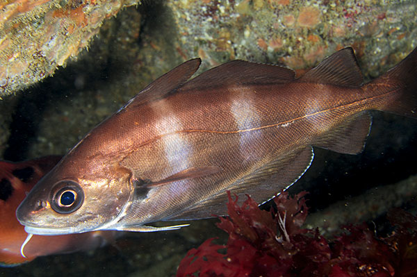 Trisopterus luscus - Fishes – bony and cartilagous (Pisces)