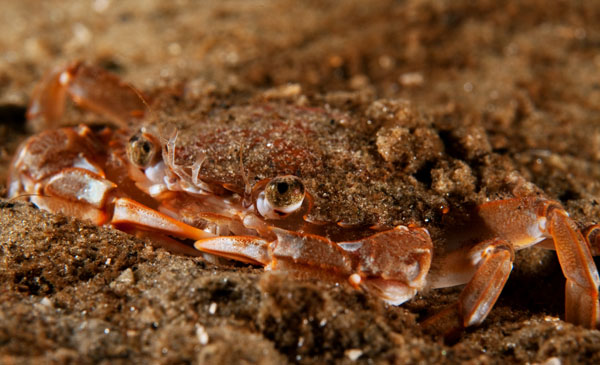 Liocarcinus depurator - Crabs, Lobsters, Shrimps & Prawns etc (Crustacea)