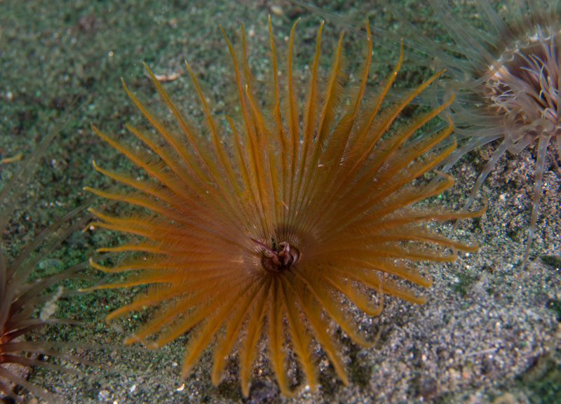 Acromegalomma vesiculosum - Worms (from various groups)