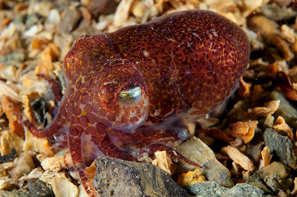 Sepiola atlantica - Octopus, Squid & Cuttlefish (Cephalopoda)