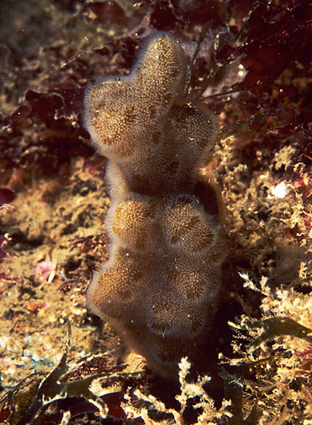 Alcyonidium diaphanum - Sea Mats (Bryozoa)