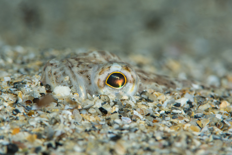 Echiichthys vipera - Fishes – bony and cartilagous (Pisces)