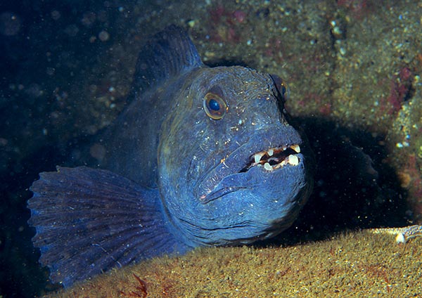 Anarhichas lupus - Fishes – bony and cartilagous (Pisces)