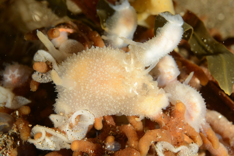 Acanthodoris pilosa - Sea Slugs & Sea Hares (Nudibranchs etc)
