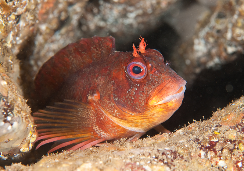 Parablennius gattorugine - Fishes – bony and cartilagous (Pisces)