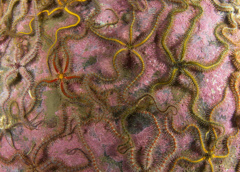 Scottish sea loch - Habitat Scenes