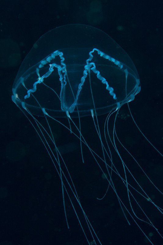 Tima bairdi - Jellyfish and 'jelly-like' animals
