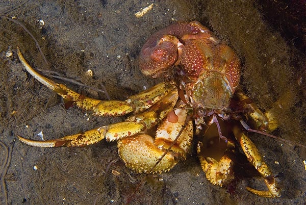 Pagurus bernardus outside its shell - Crabs, Lobsters, Shrimps & Prawns etc (Crustacea)