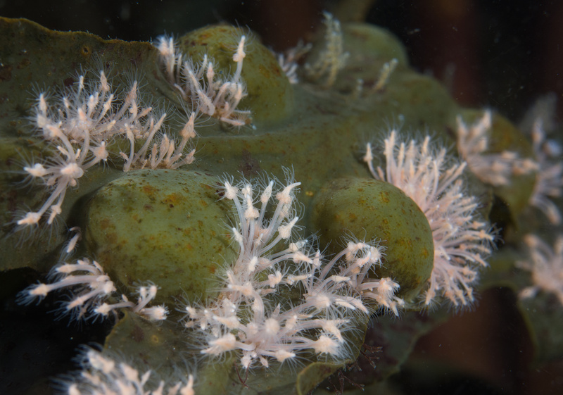 Clava multicornis - Sea Firs (Hydrozoa)