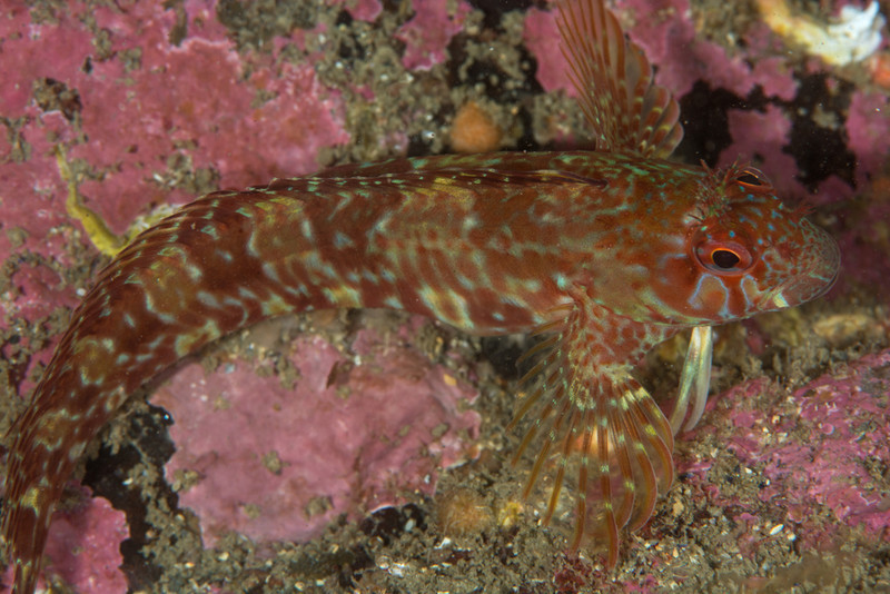 Parablennius ruber - Fishes – bony and cartilagous (Pisces)
