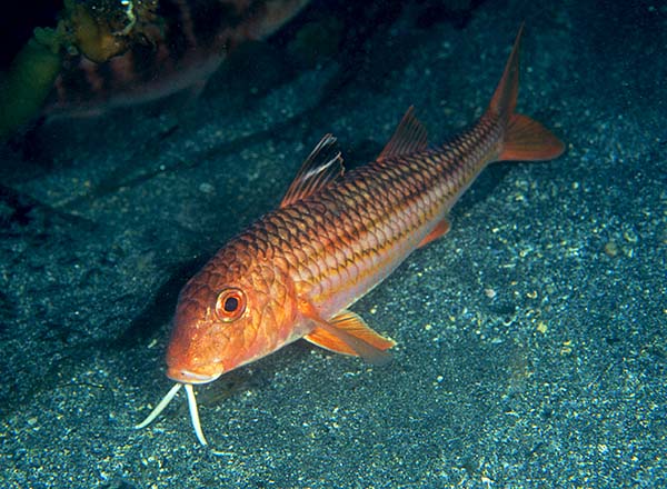 Mullus surmuletus - Fishes – bony and cartilagous (Pisces)
