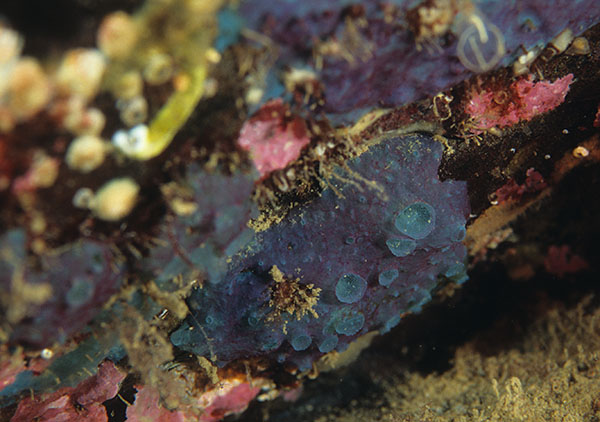 Hymedesmia paupertas - Sponges (Porifera)