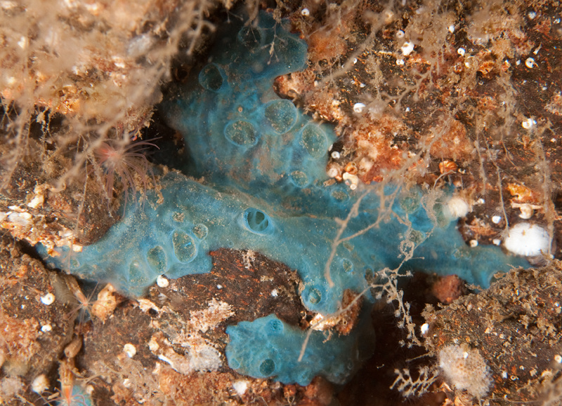 Hymedesmia paupertas - Sponges (Porifera)