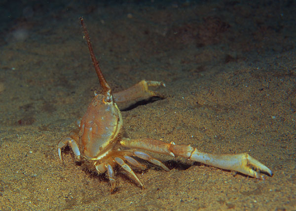 Corystes cassivelaunus male - Crabs, Lobsters, Shrimps & Prawns etc (Crustacea)