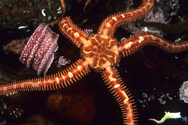 Ophiopholis aculeata - Starfish (Echinodermata)