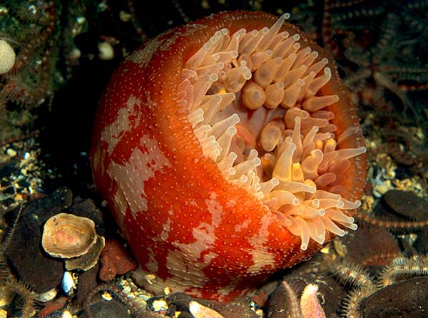 Urticina eques - Anemones (Anthozoa)
