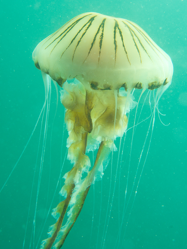Chrysaora hysoscella - Jellyfish and 'jelly-like' animals