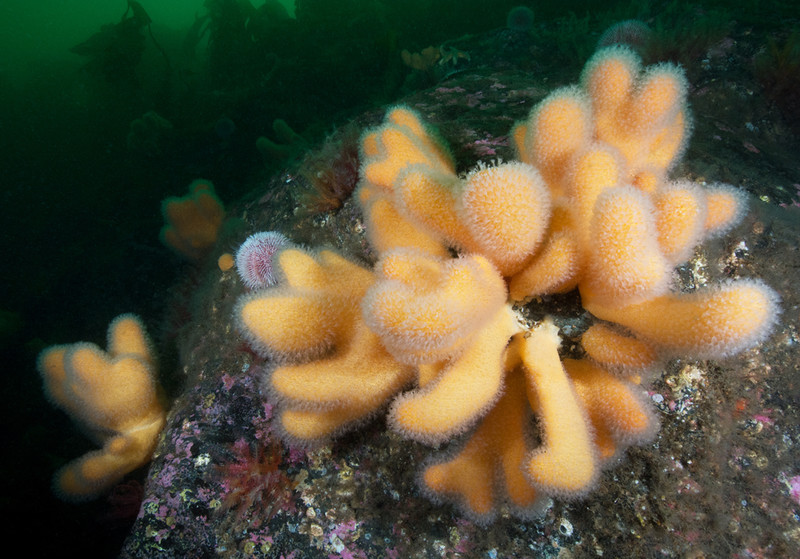 Scottish sea loch - Habitat Scenes