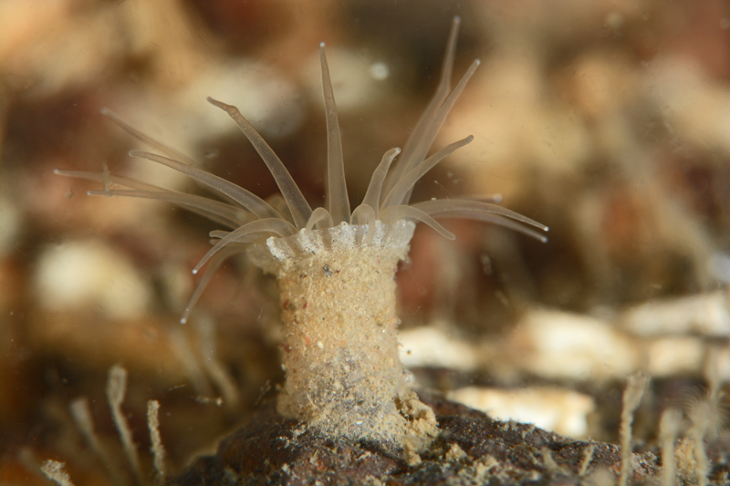 Epizoanthus couchii - Anemones (Anthozoa)