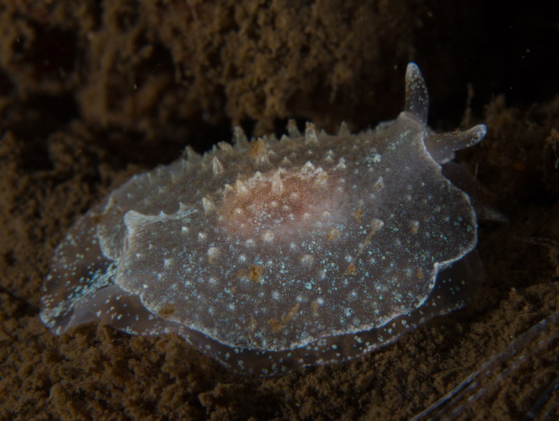 Pleurobranchus membranaceus - Sea Slugs & Sea Hares (Nudibranchs etc)