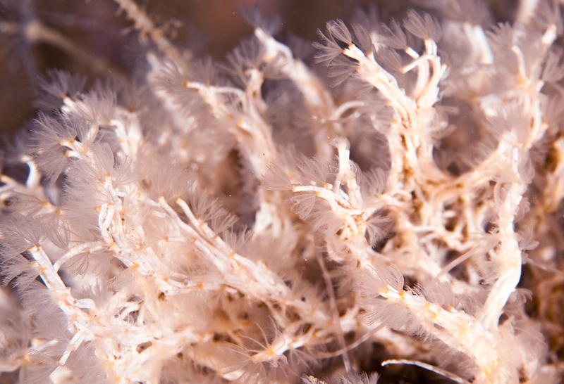 Salmacina dysteri or Filograna implexa - Worms (from various groups)