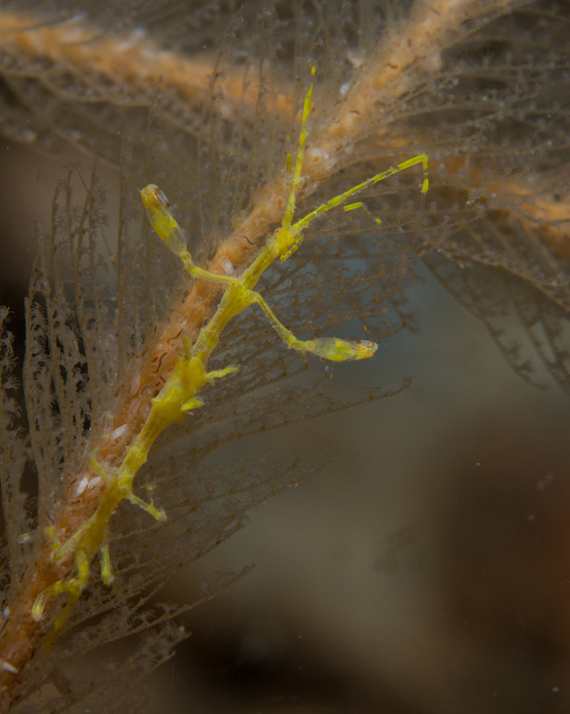 Pseudoprotella phasma - Crabs, Lobsters, Shrimps & Prawns etc (Crustacea)