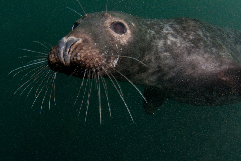 Grey Seal - Halichoerus grypus - Grey Seals