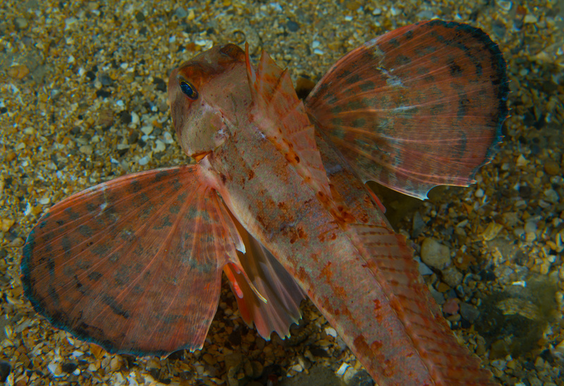Chelidonichthys lastoviza - Fishes – bony and cartilagous (Pisces)