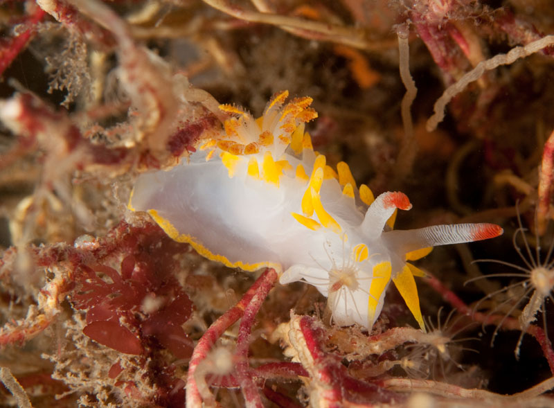 Okenia elegans - Sea Slugs & Sea Hares (Nudibranchs etc)