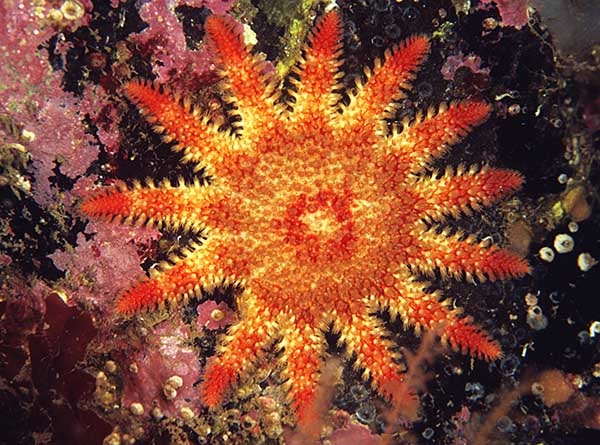 Crossaster papposus - Starfish (Echinodermata)