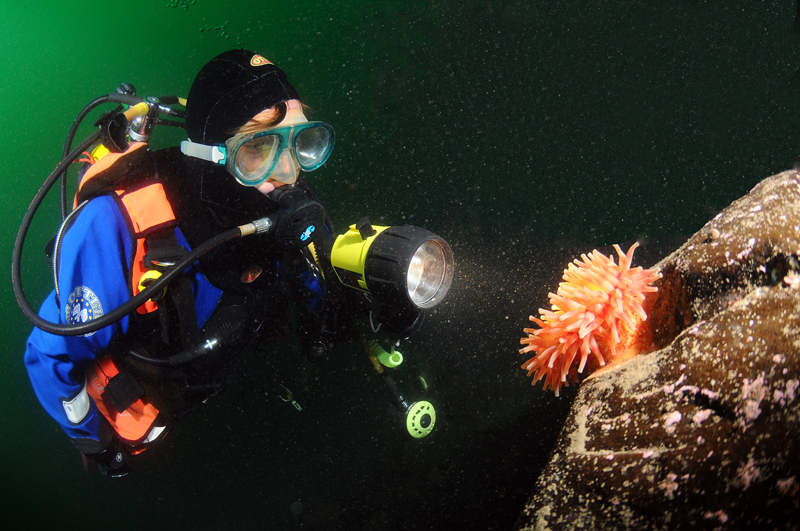 Diver observes Dahlia Anemone - Diver exploring marine environment