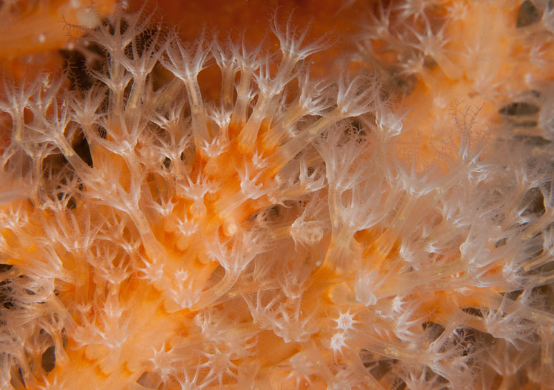 Alcyonium digitatum - Corals (Anthozoa)