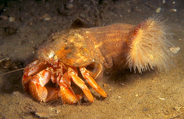 Calliactis parasitica - Anemones (Anthozoa)