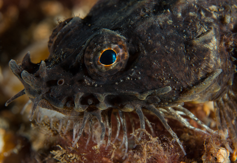 Agonus cataphractus - Fishes – bony and cartilagous (Pisces)