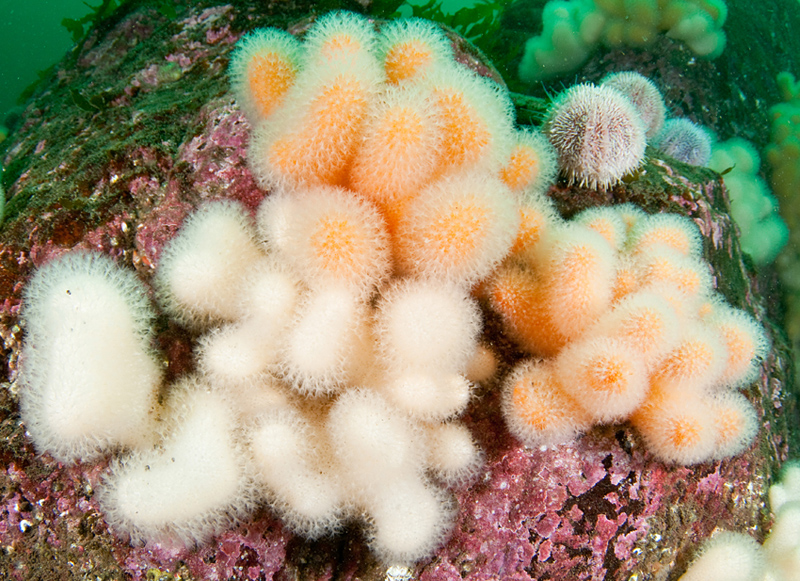 Alcyonium digitatum - Corals (Anthozoa)