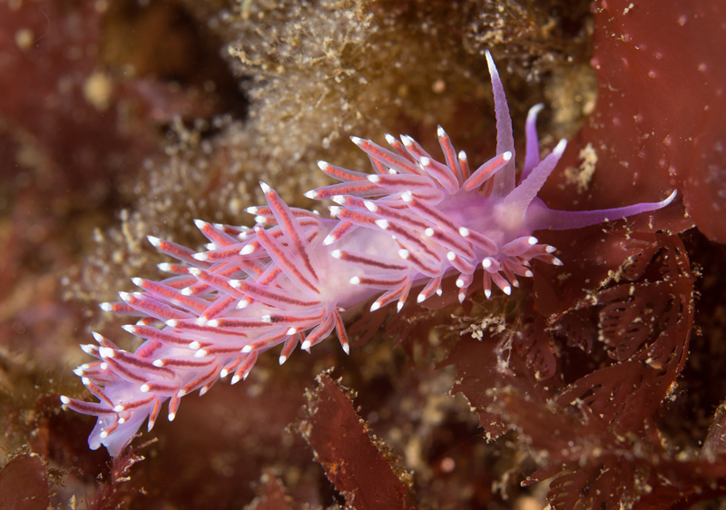 Edmundsella pedata - Sea Slugs & Sea Hares (Nudibranchs etc)