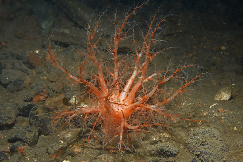 Psolus phantapus - Sea Cucumbers (Echinodermata)
