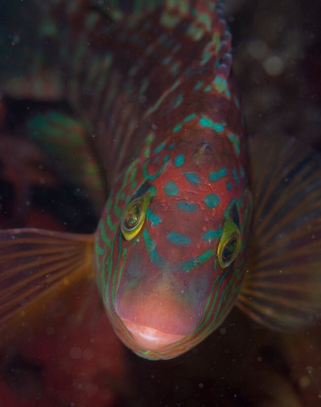 Symphodus melops - Fishes – bony and cartilagous (Pisces)