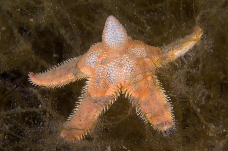 Astropecten irregularis - Starfish (Echinodermata)