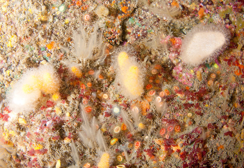 A mulitude of life forms on wall reef 5 - Habitat Scenes