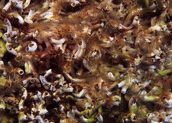Pomatoceros triqueter - Worms (from various groups)
